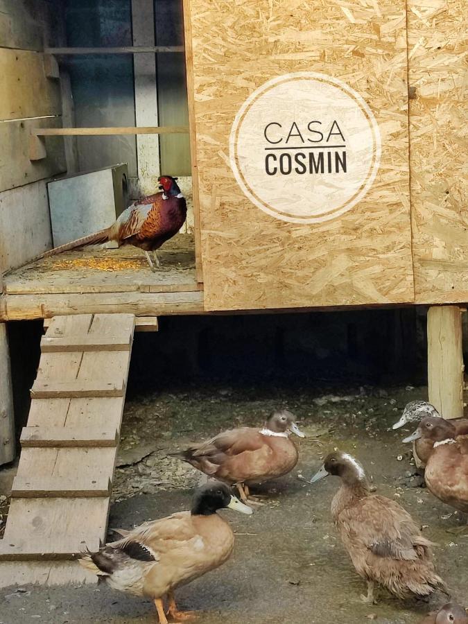 Casa Cosmin Cincu Hotel Eksteriør billede